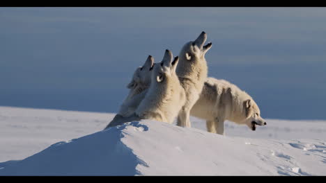 arctic wolves howling on a snow-covered hill