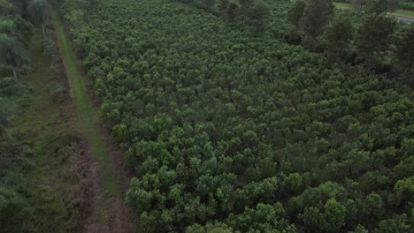 cultivation of yerba mate in the dry season in the neotropical jungle