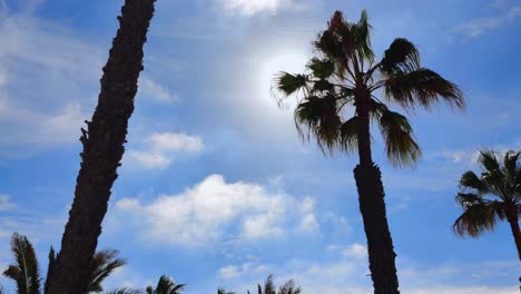 Vista-En-ángulo-Bajo-Del-Sol-Brillando-Detrás-De-Las-Hojas-De-Una-Palmera-En-Fuerteventura,-Islas-Canarias,-España