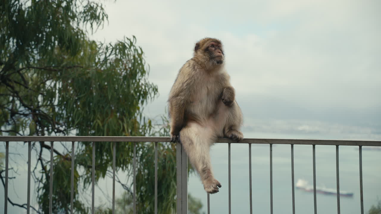 Macaco di Barberia che riposa su una ringhiera di metallo a Gibilterra con paesaggio costiero e mare sullo sfondo, fauna selvatica iconica della Rocca