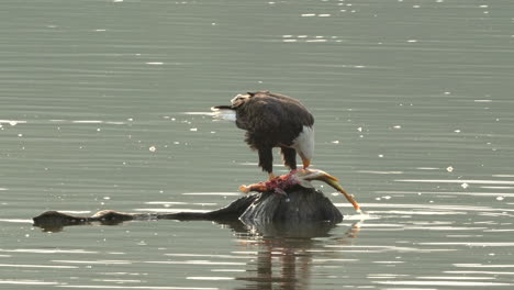 A-bald-eagle-eating-a-fish-on-a-rock-in-the-middle-of-a-lake