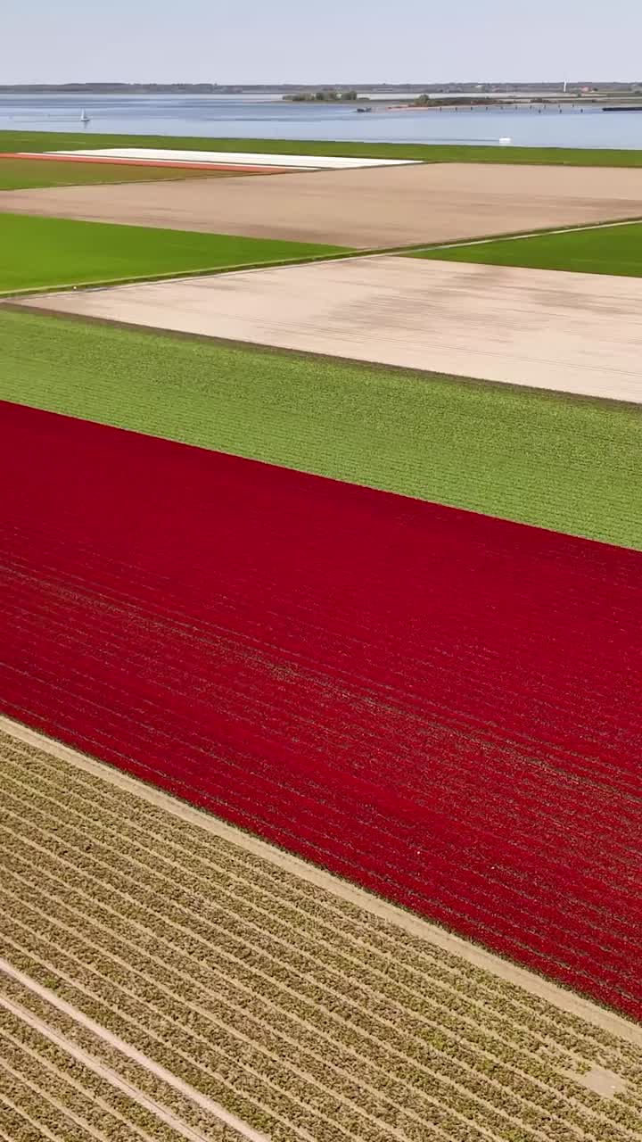 Aerial View of Colorful Dutch Fields