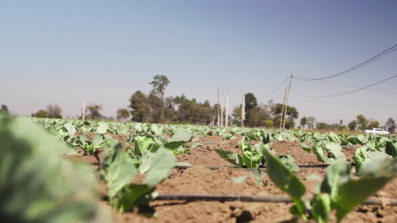 hombre caminando con un equipo de control de plagas aplica pesticida a las plantas