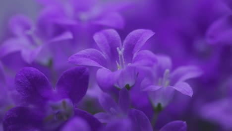 purple flowers of dalmatian bellflower growing in the meadow during springtime in zlotoryja, poland