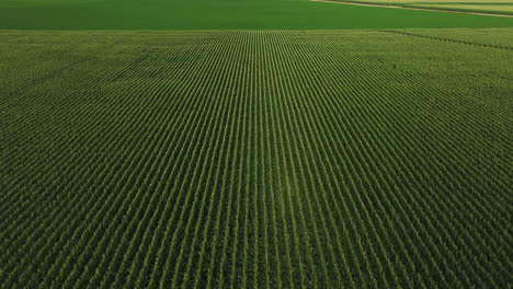 Flyover-vast-corn-field,-aerial-view,-tilting-up-reveals-sky-and-farm-house