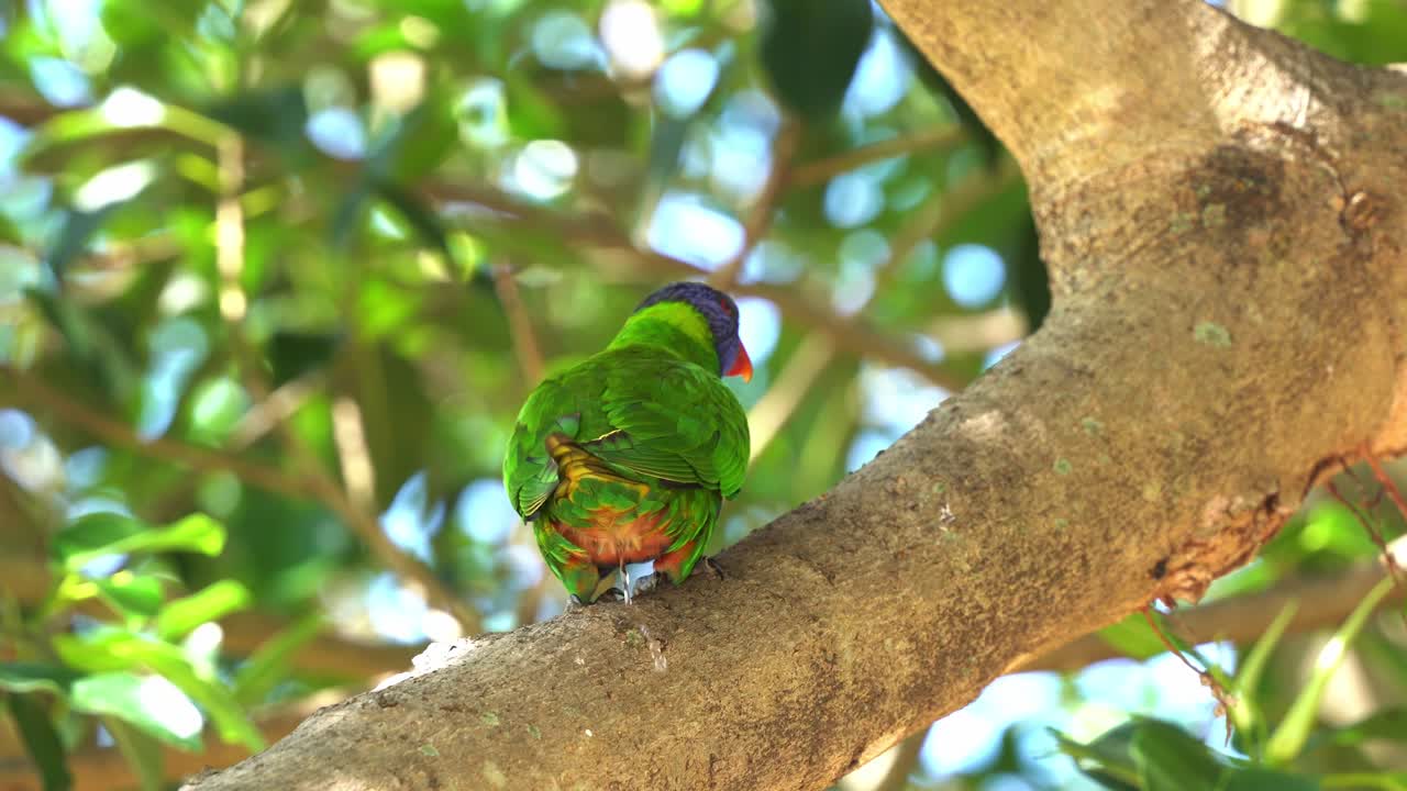 lorikeet arcoíris salvaje visto caminando sobre la rama de un árbol, excretando guano, desechos nitrogenados, extendiendo sus alas y volando a la luz del día, tiro de cerca