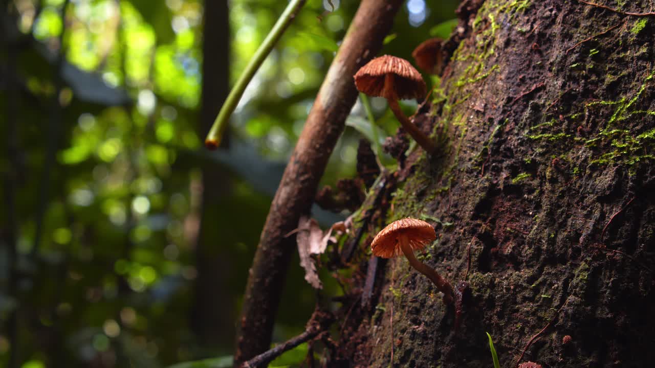 A vibrant Marasmius mushrooms emerges from a rainforest tree, flourishing in Peru’s jungle.