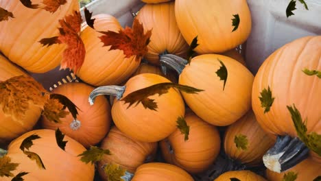 Animation-of-autumn-leaves-falling-over-pumpkin-patch