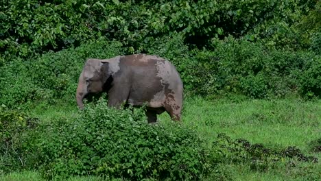the asiatic elephants are endangered species and they are also residents of thailand