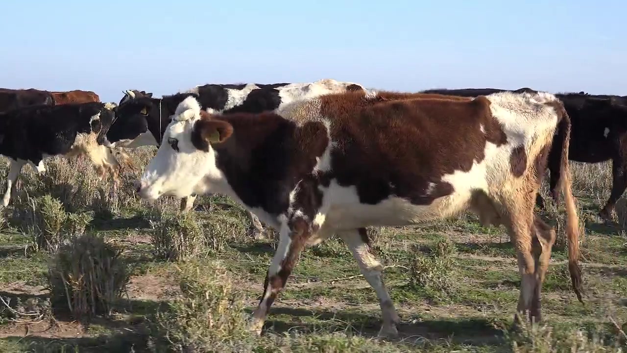 Mandria di mucche da latte che camminano in un pascolo