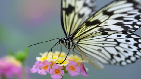 extreme macro shot of white yellow butterfly with black pattern collecting nectar of colorful flower in wilderness during spring season