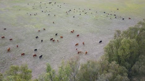 aerial view of scattered cattle grazing on open pasture