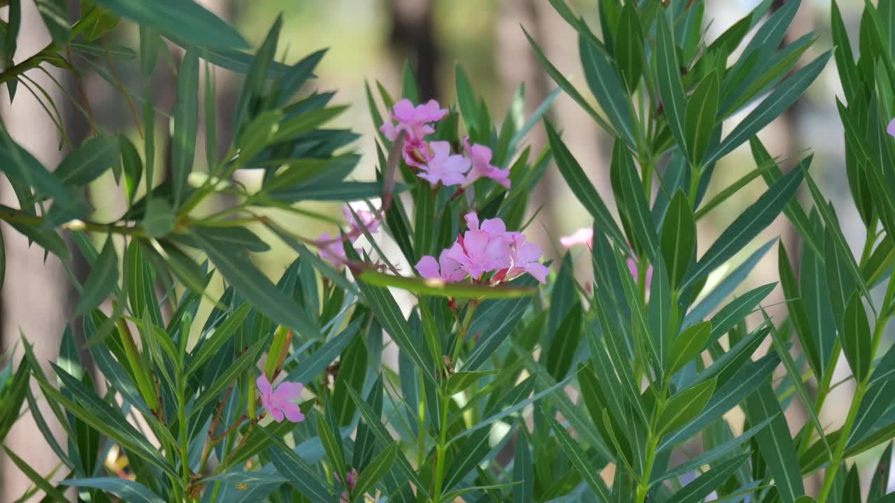 Pink Oleander Flowers and Green Leaves