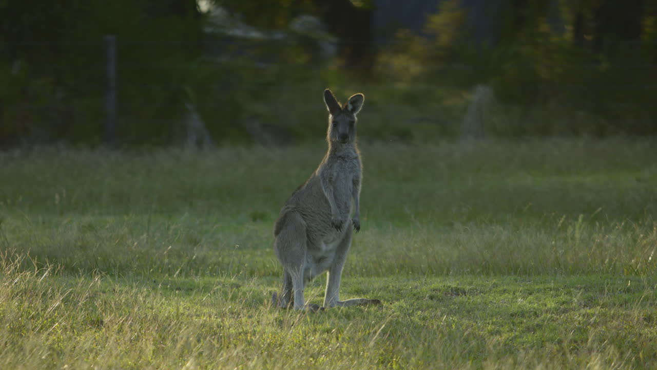 un canguro pastando en un campo de hierba