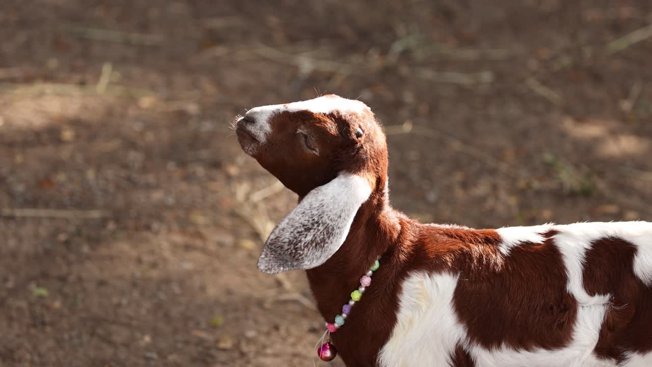 una cabra mueve la cabeza por fuera.