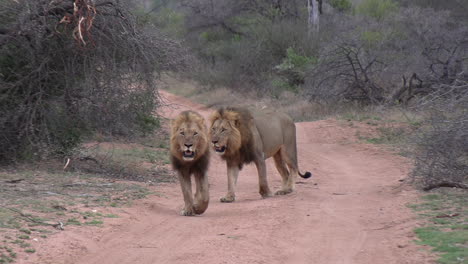 dos leones machos caminan por un camino de tierra en matorrales africanos, vista cercana