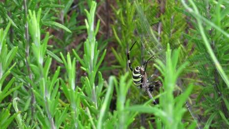 female wasp spider in a bush, feeding on prey