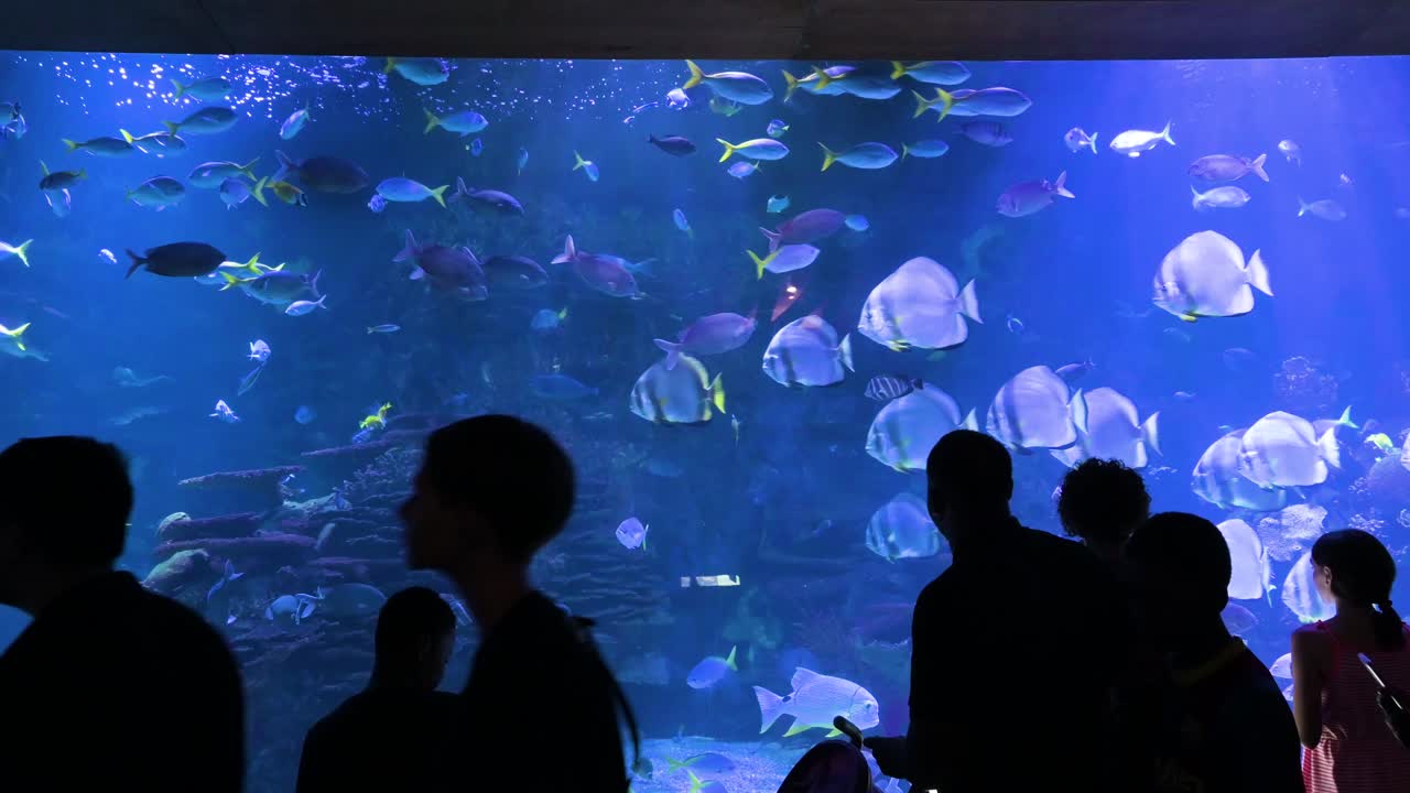 A silhouette of visitors observing the marine fish galleries at the Oceanografic, situated in the City of Arts and Sciences in Valencia. This attraction is Europe’s largest oceanographic park.