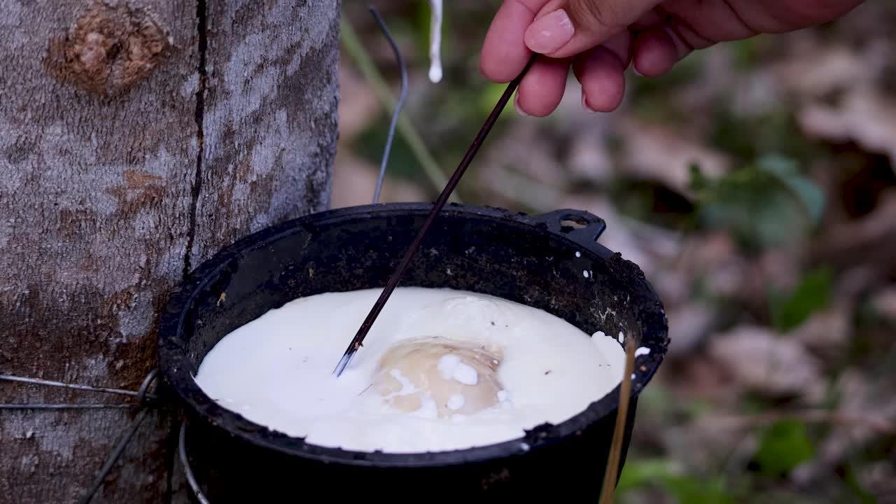 A hand uses a tool to stir and collect fresh liquid latex from a rubber tree into a black container, outdoors in natural daylight