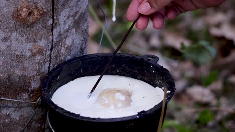 a hand uses a tool to stir and collect fresh liquid latex from a rubber tree into a black container, outdoors in natural daylight
