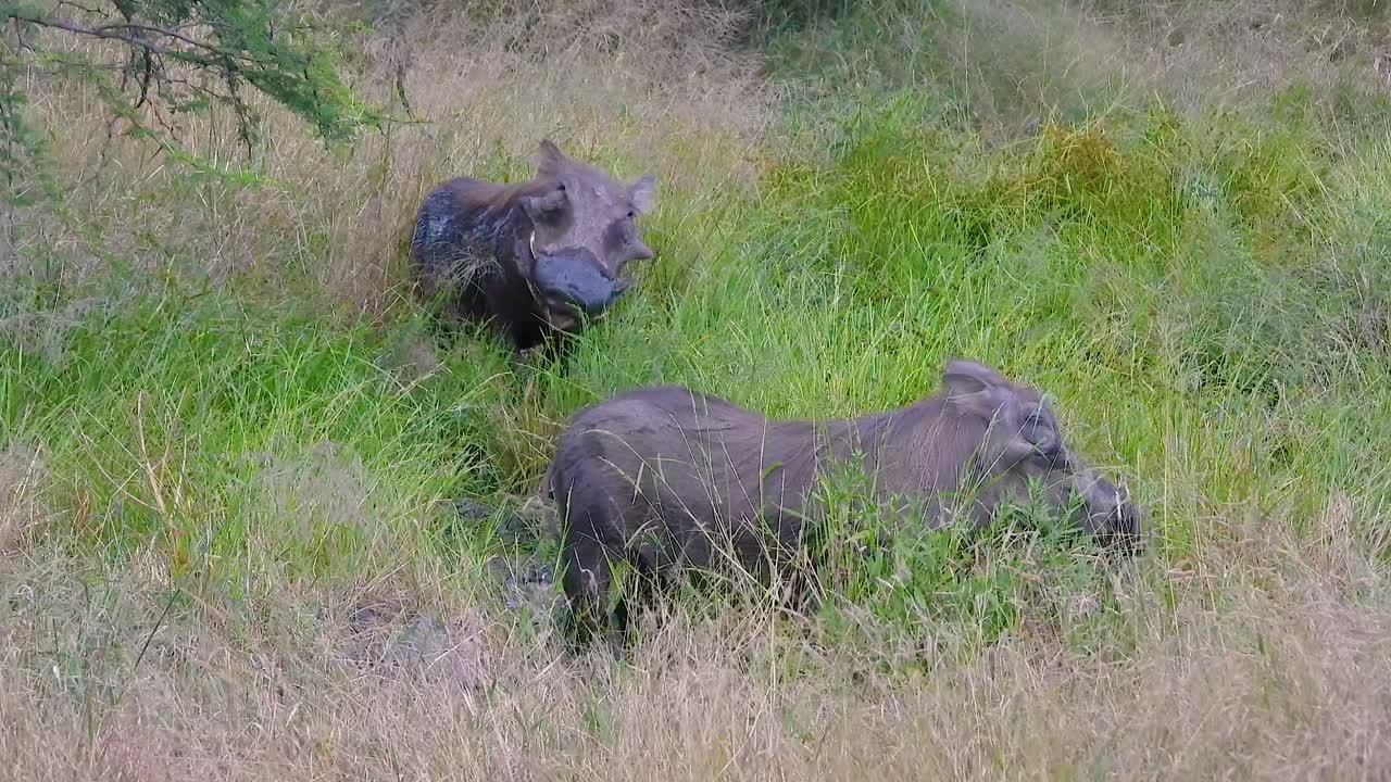 dos jabalíes en un área de hierba