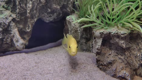 pez mascota cíclido amarillo eléctrico que agita las aletas en un tanque de agua con rocas y plantas