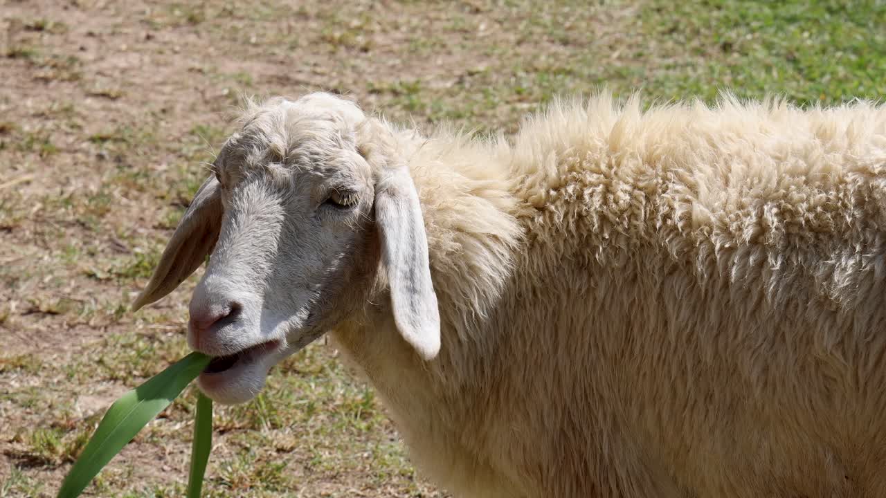 Sheep eats fresh grass in daylight on rural pasture, captured in close-up, steady camera