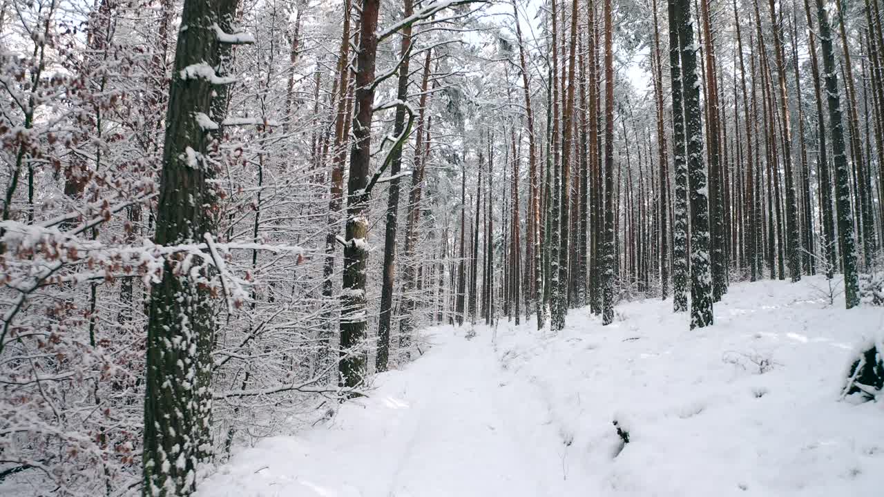Walk along with the natural winter snow-covered road in the forest trail