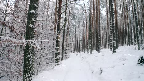 walk along with the natural winter snow-covered road in the forest trail