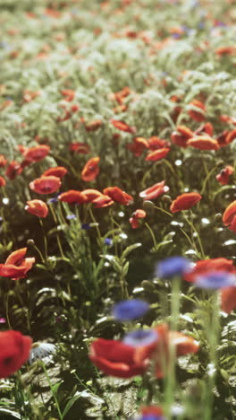 beautiful red poppies blooming in a field