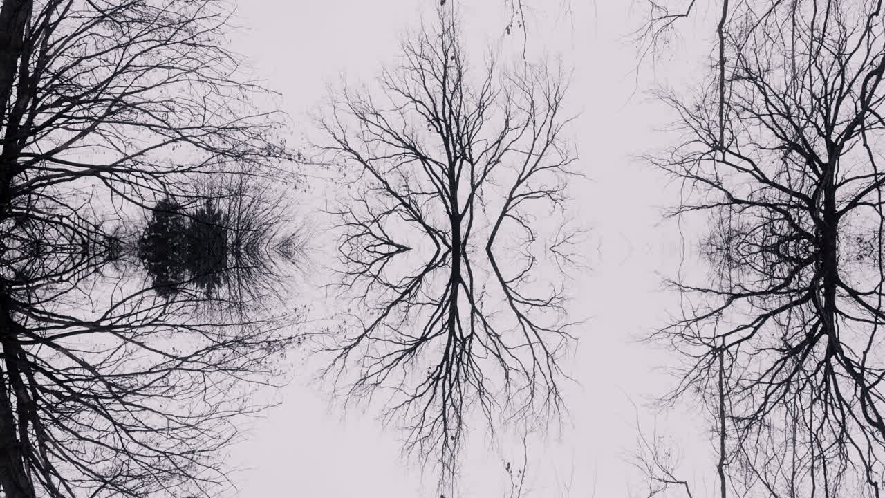 Winter Trees in Symmetry