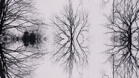 winter trees in symmetry