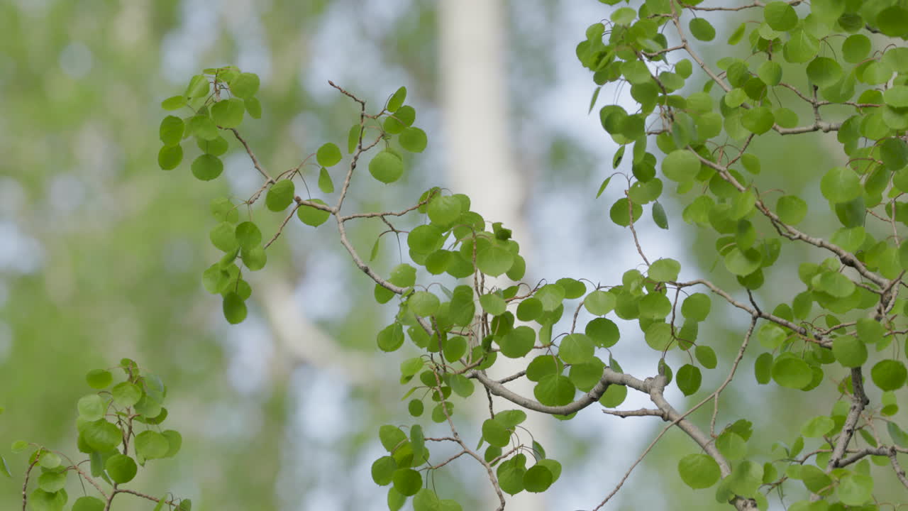 카메라가 바람에 부는 어린 아스펜 나무 잎 위로 기울어집니다.