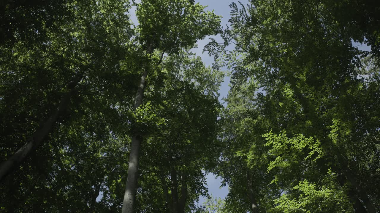 vista de los árboles durante el viento