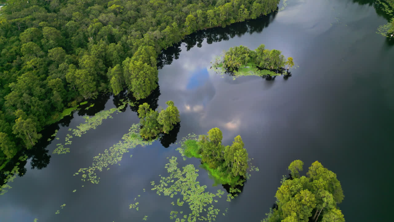 Overhead drone across green trees standing in shallow clear water with yellow water lily growing in patches, Tampa, Florida