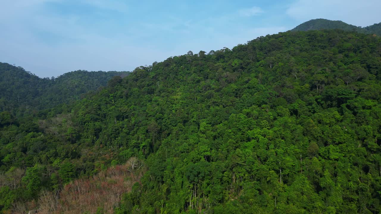 dense jungle covering mountain slopes in tropical rainforest. Unique aerial view flight descending drone