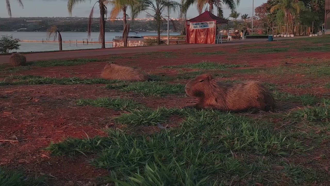 Capibara pascolano su erba e terra rossa accanto al Lago Paranoá, con palme e paesaggio urbano a Brasilia, Distretto Federale, Brasile, inquadratura statica a livello del suolo
