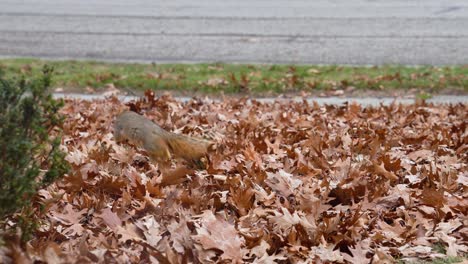 a north american squirrel frolicking in the leaves during autumn
