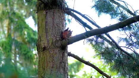 Squirrel-sitting-in-a-pine-tree-and-eating