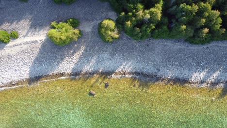aerial shot of where the beach meets rocky shore and pine trees in the georgian bay, ontario, canada with no people in sight
