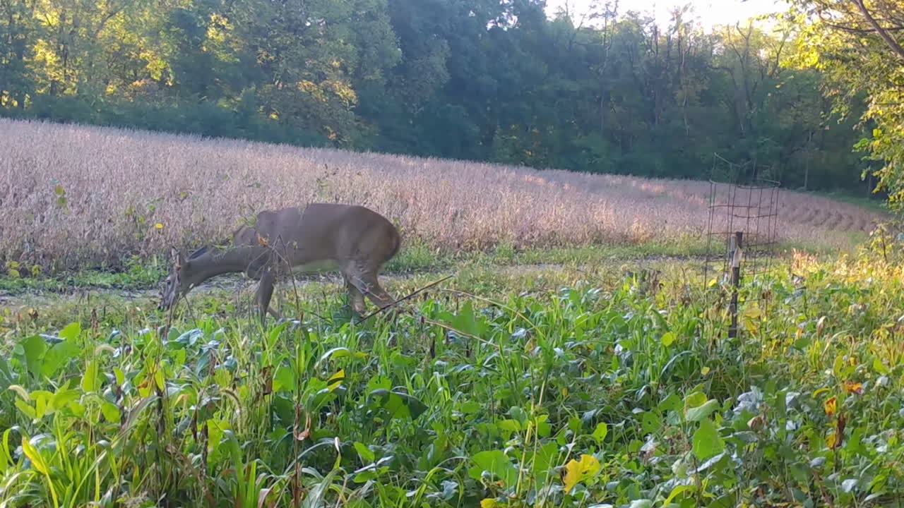 Young doe Whitetail Deer cautiously grazing and walking thru a radish feed plot along side a soybean field, in early fall in Illinois