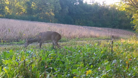 young doe whitetail deer cautiously grazing and walking thru a radish feed plot along side a soybean field, in early fall in illinois