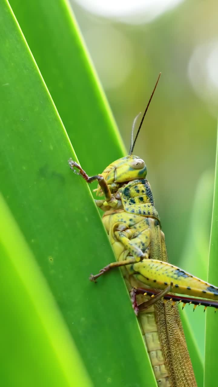 Primo piano di una cavalletta che si arrampica su foglie di un verde brillante nella natura.