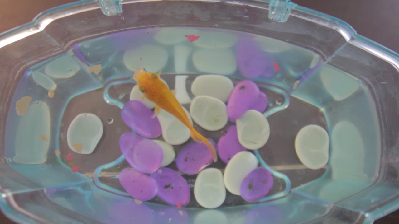 그의 bocal에서 음식을 먹는 황금 물고기 위에서 쐈어.