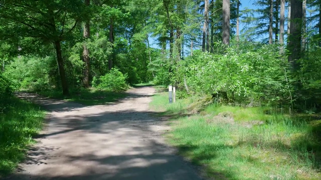 Sentiero sterrato che si snoda attraverso una foresta verde lussureggiante