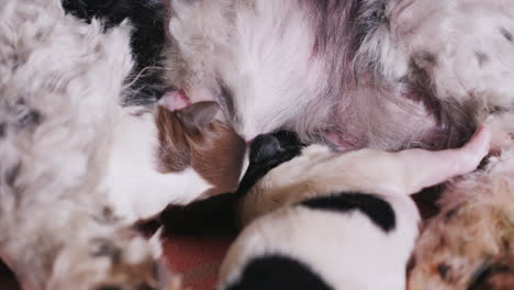 perro alimenta a sus cachorros recién nacidos