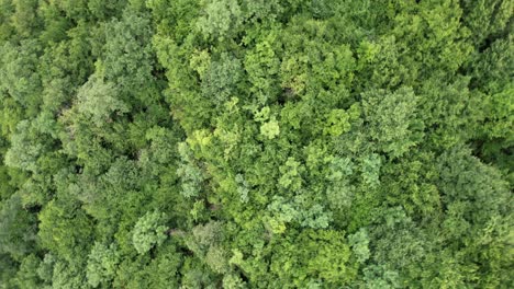 4K:-Drone-capturing-the-lush-green-trees-of-a-forest-in-the-eastern-region-of-Georgia