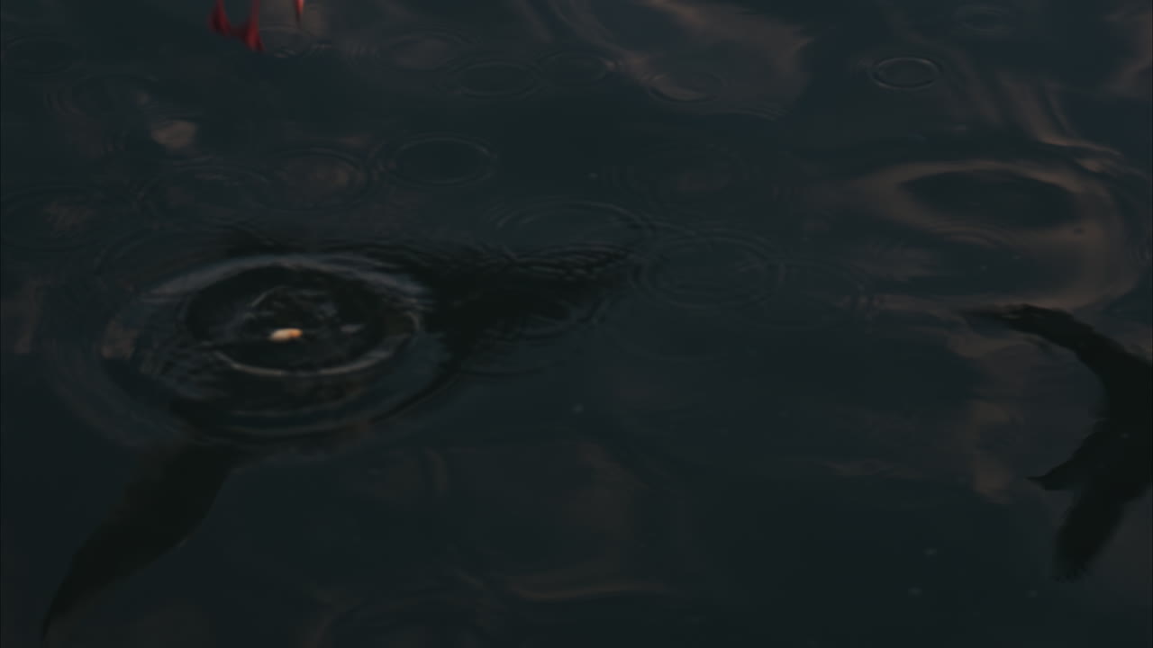 Close up of a seagull flying above the sea and picking food from the water