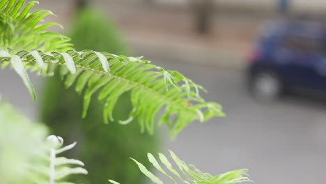 sword fern being tossed around by gushing air in slow motion coming out of a balcony garden