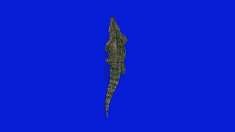 crocodille walking, upper view seamless loop, blue screen chromakey